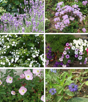 庭の花々