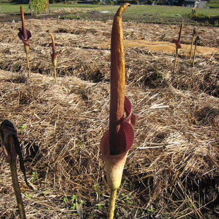 こんにゃくの花