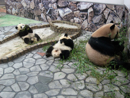 パンダ