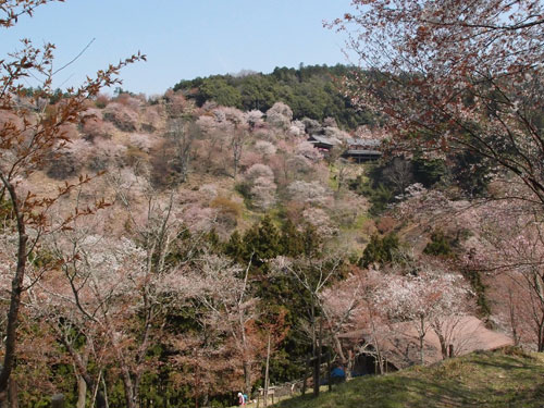 吉野