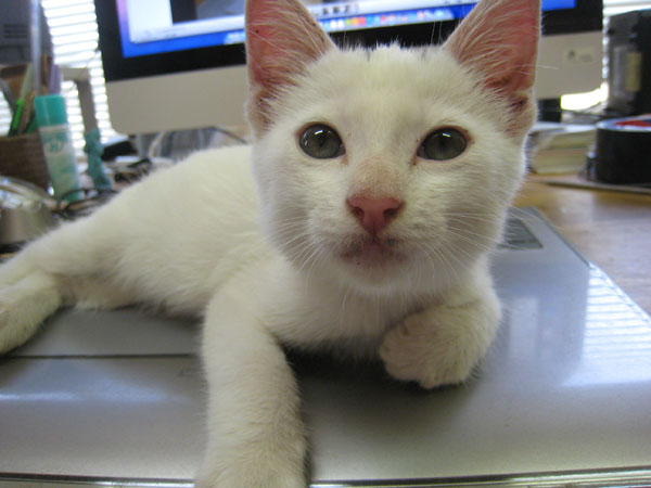 子猫