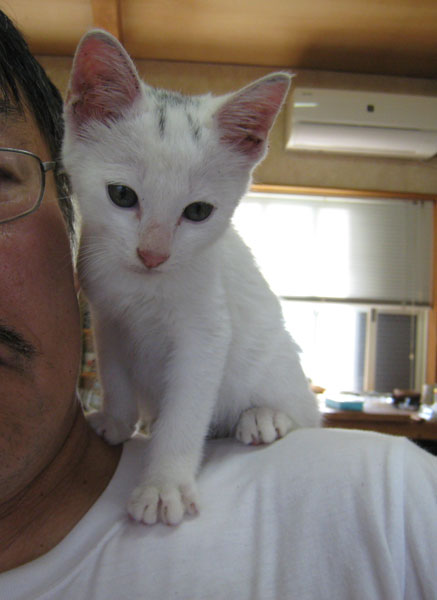 子猫