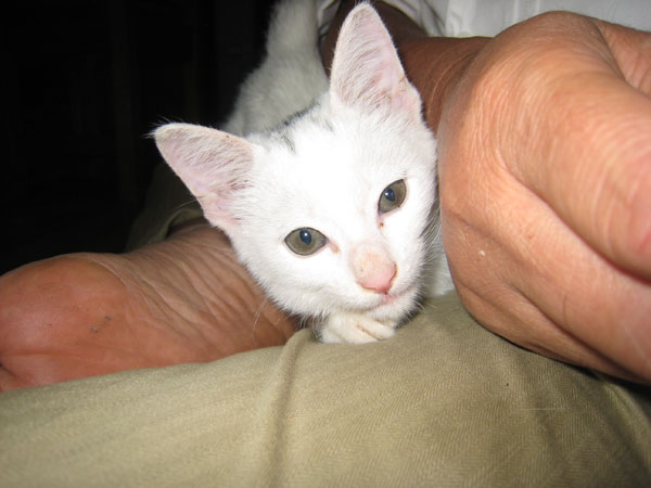 子猫