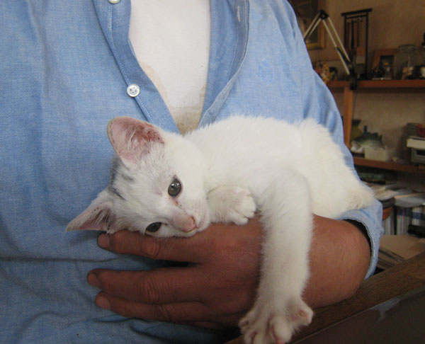 子猫