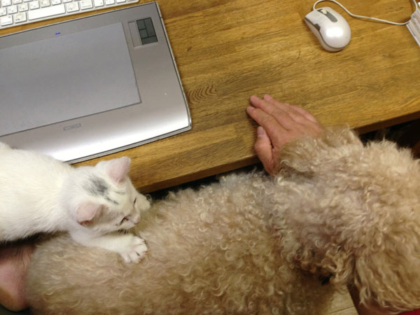 子猫
