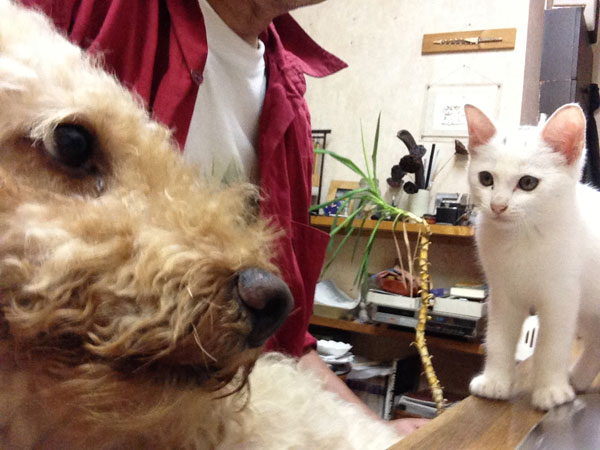 子猫