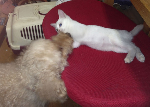 子猫