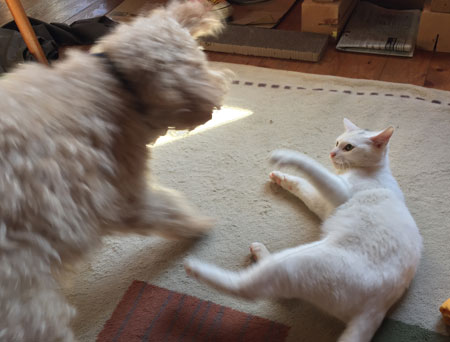 モカとニーム