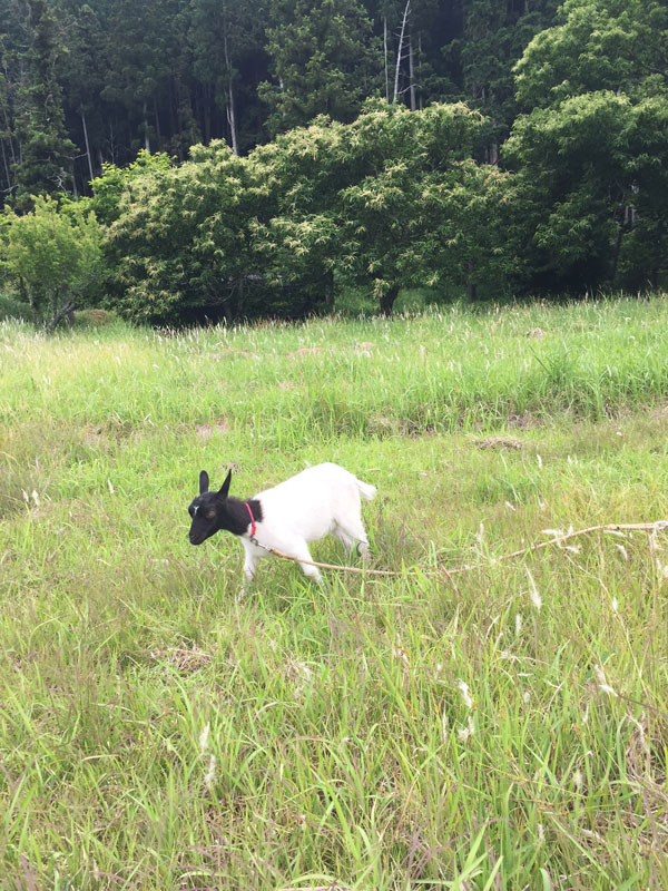 草刈りヤギ