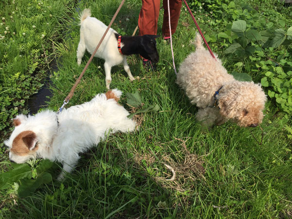 ヤギと犬
