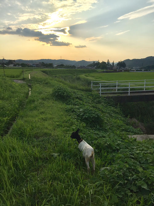 夕景とフー