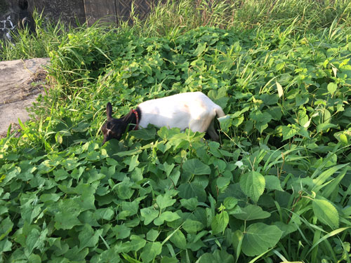草を食べる