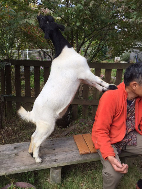 踏み台