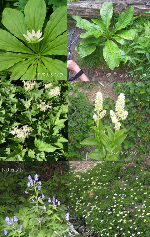 高山植物