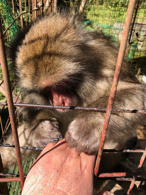 モン
