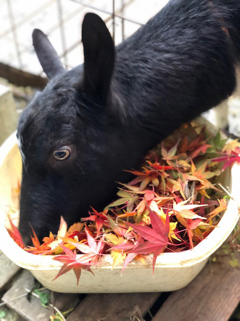 モミジ