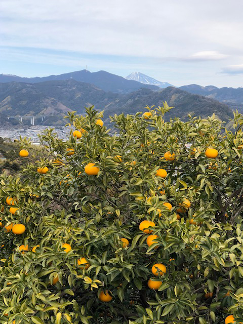 里山