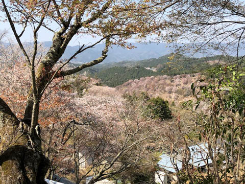 吉野