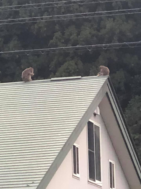 さる