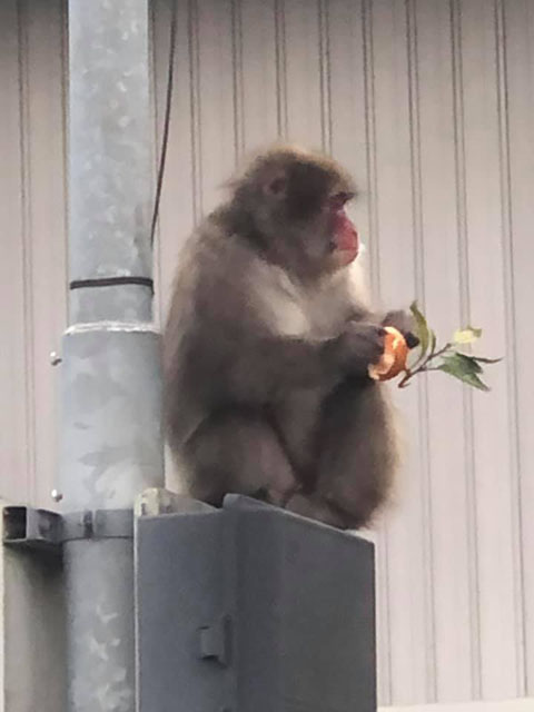 さる