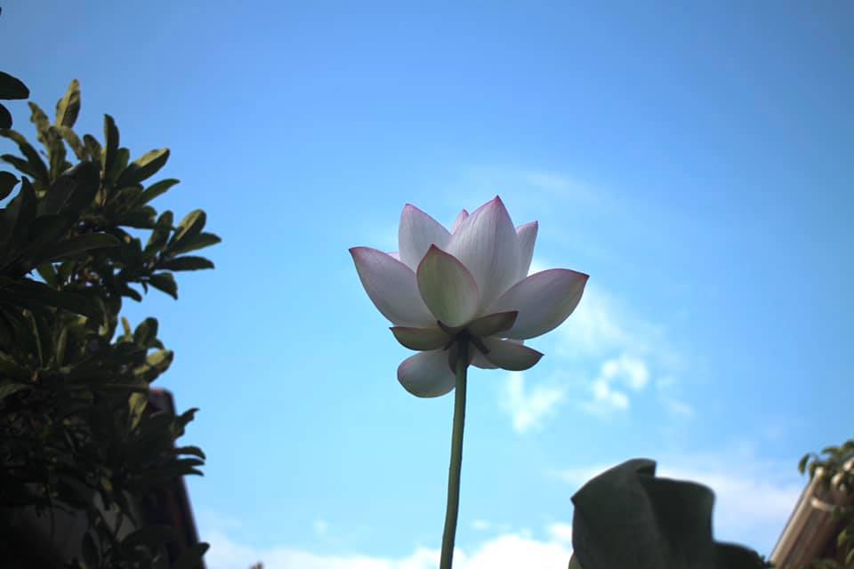 蓮