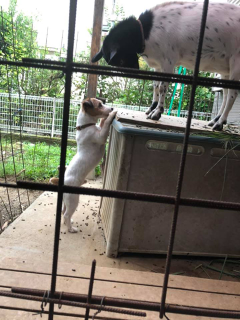 ケント