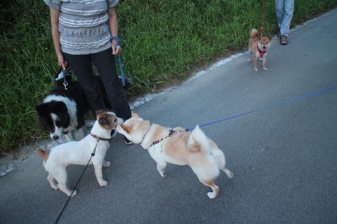 犬