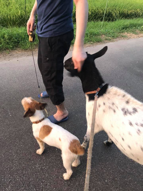 ケントとふー