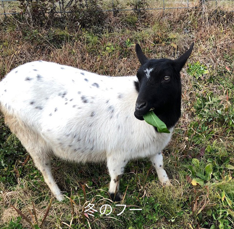 冬のふー