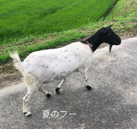 夏のふー
