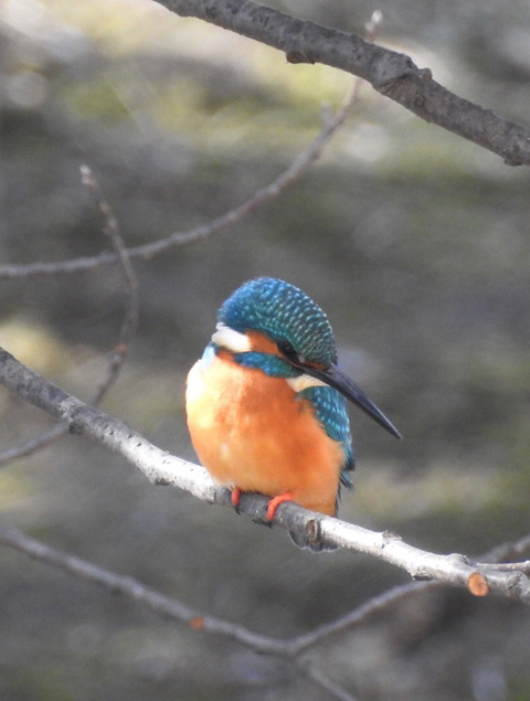 カワセミ