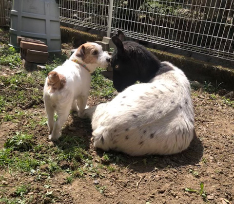 フーとケント