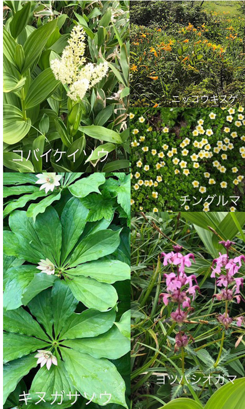 高山植物